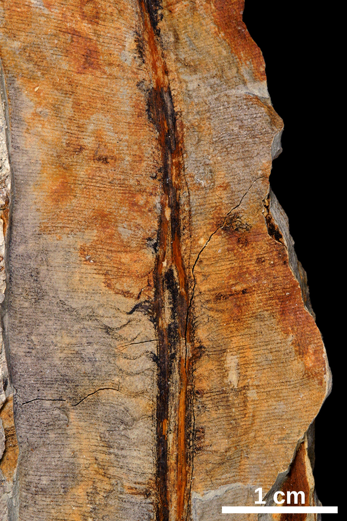 Taeniopteris fossil