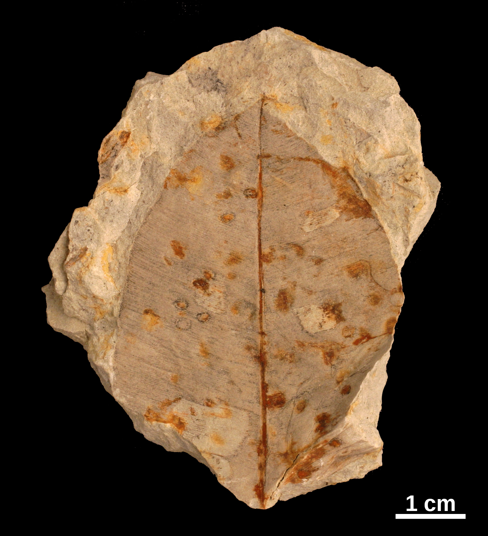 Taeniopteris fossil