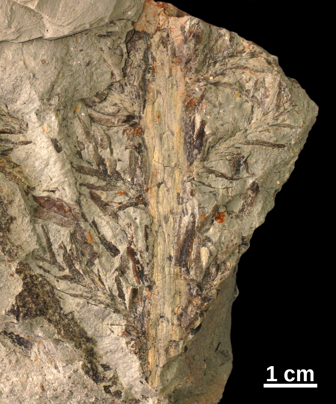 Walchia fossil