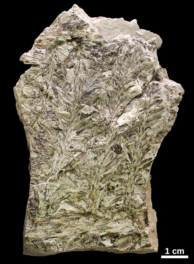 Walchia fossil