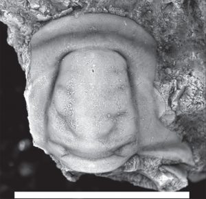Trilobite cranidium