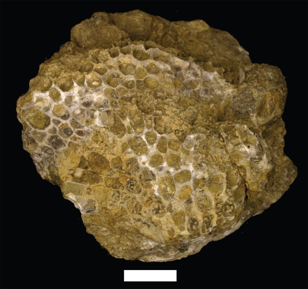 Colonial coral fossil