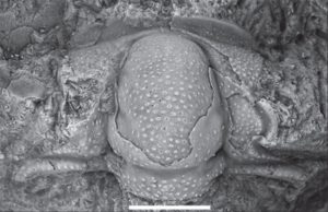 Trilobite cranidium