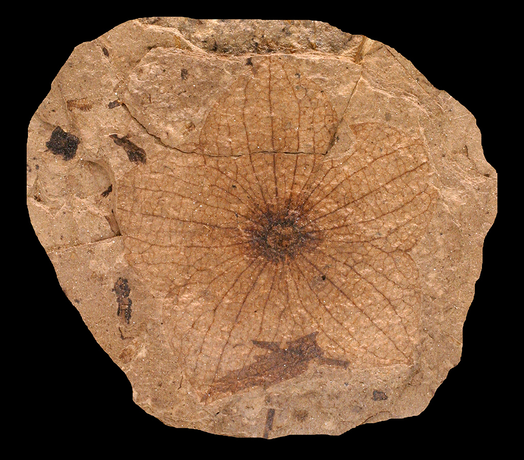 Florissant Fossil Flower - Sam Noble Museum