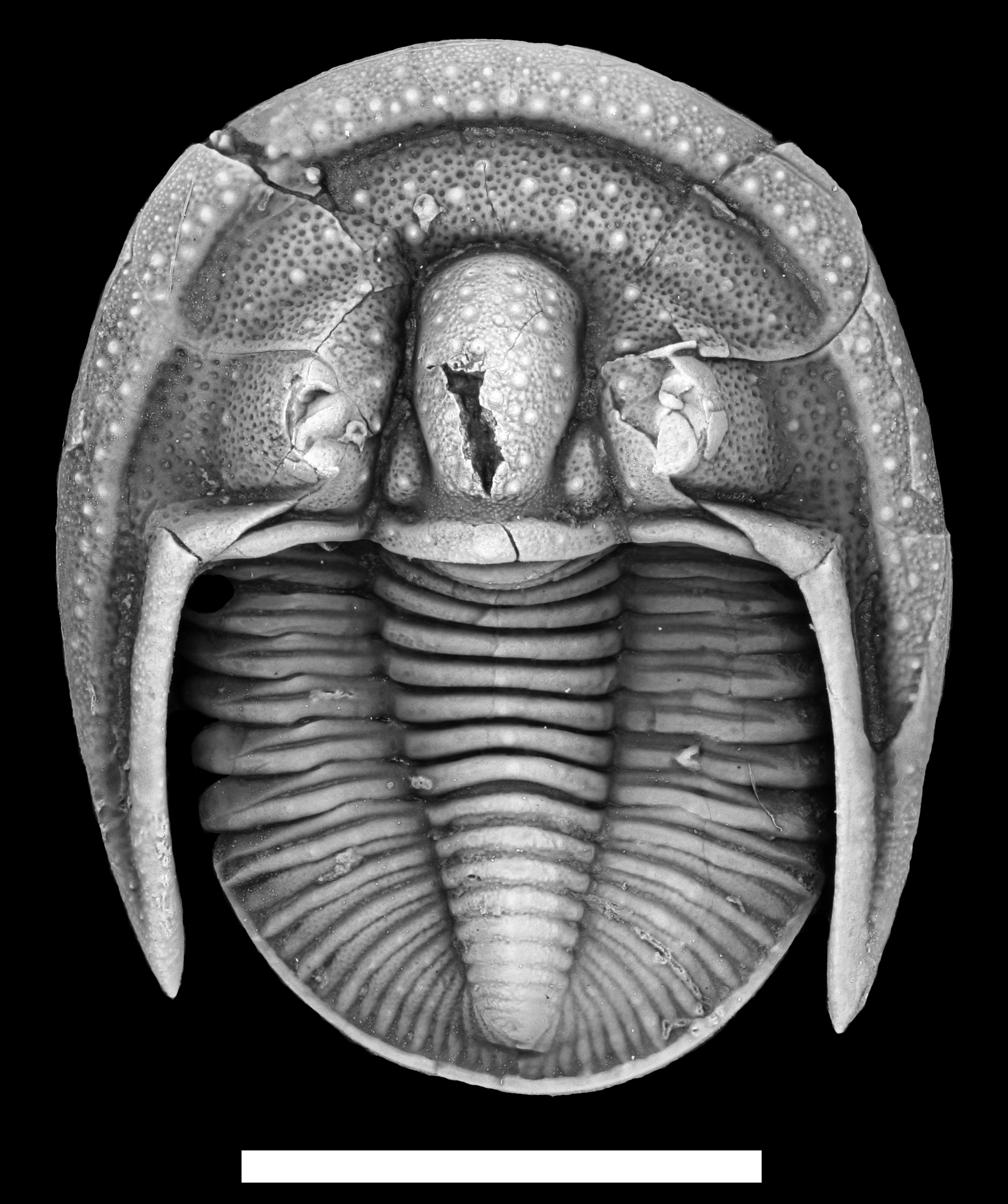 Different kinds of fossils – Sam Noble Museum