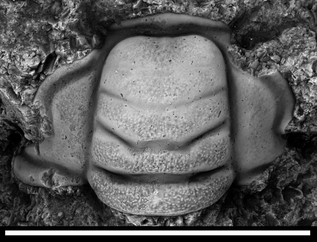 Trilobite cranidium