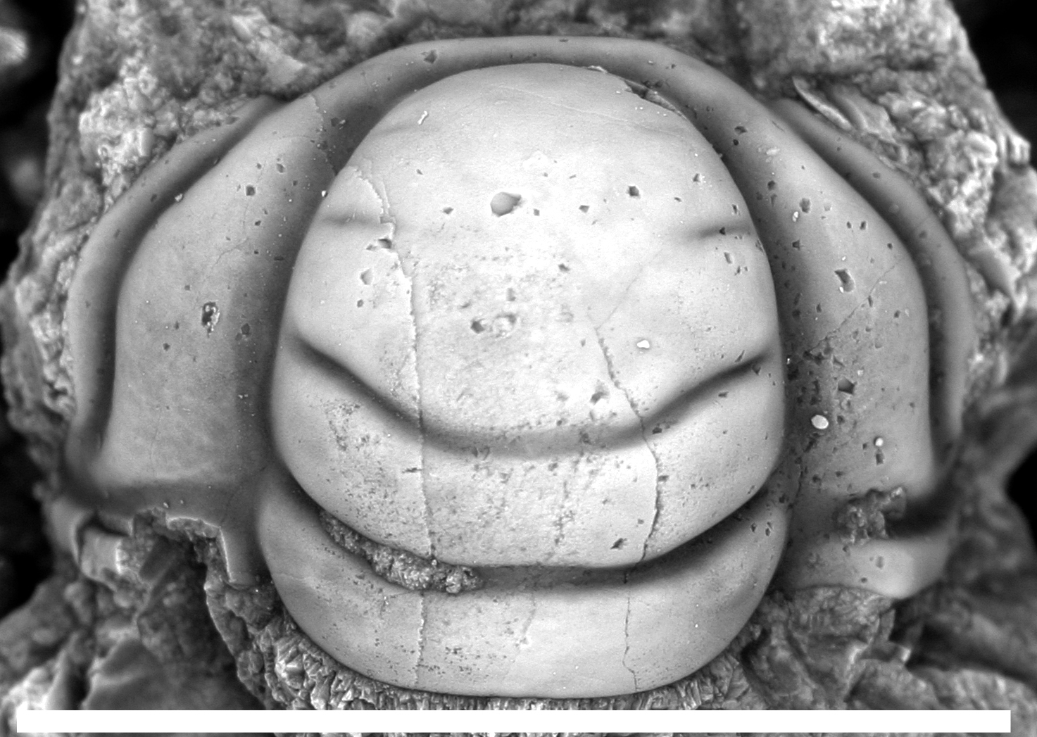 Trilobite cranidium