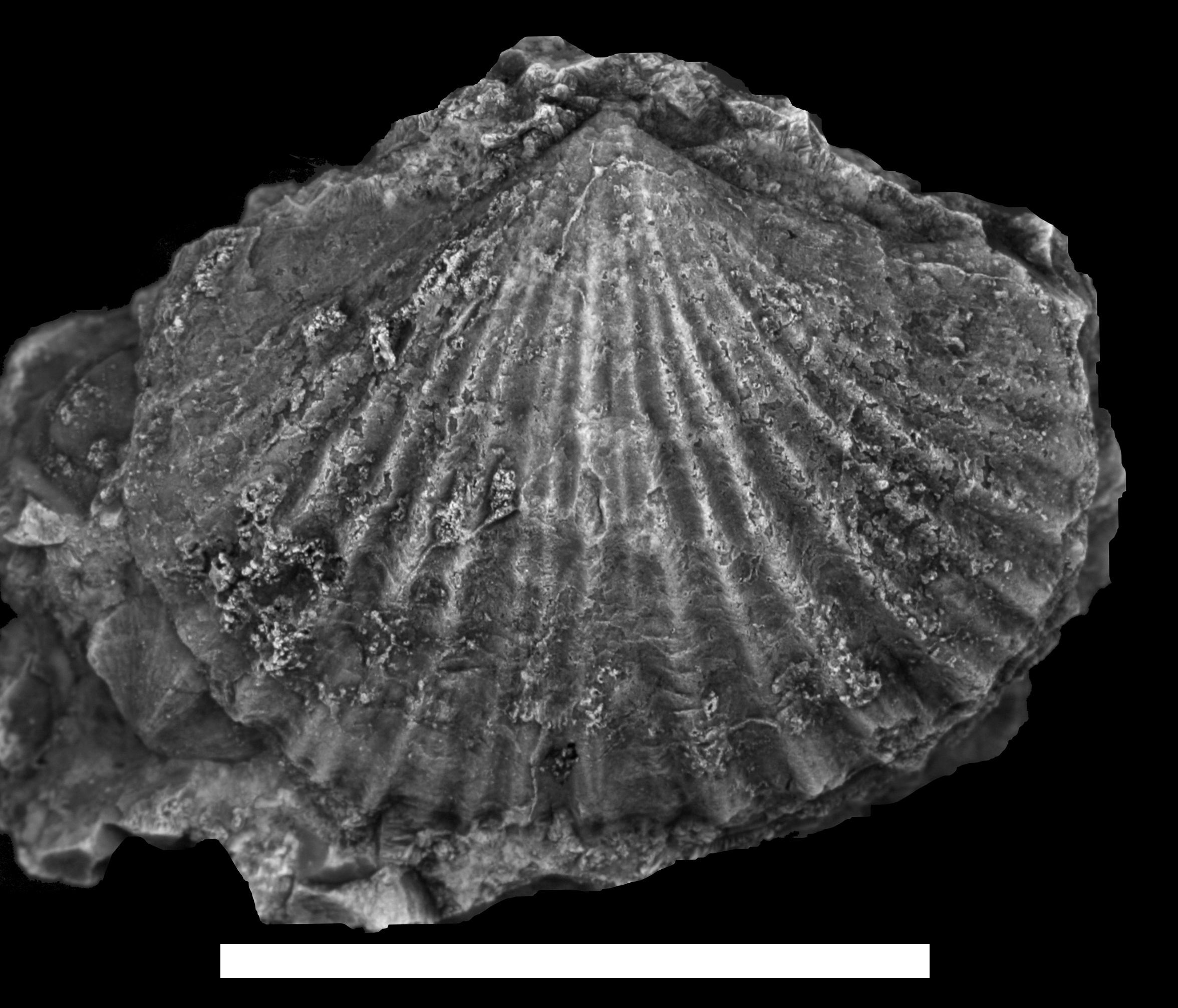 Brachiopod