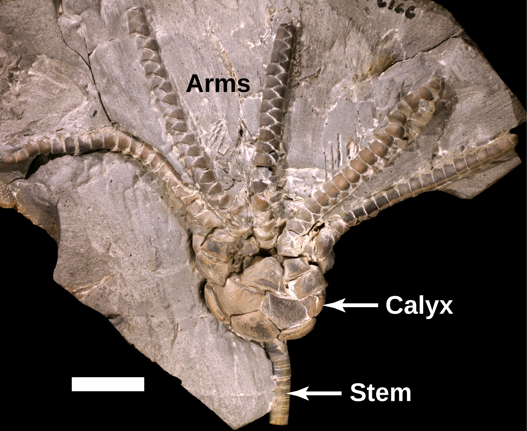 crinoid stem