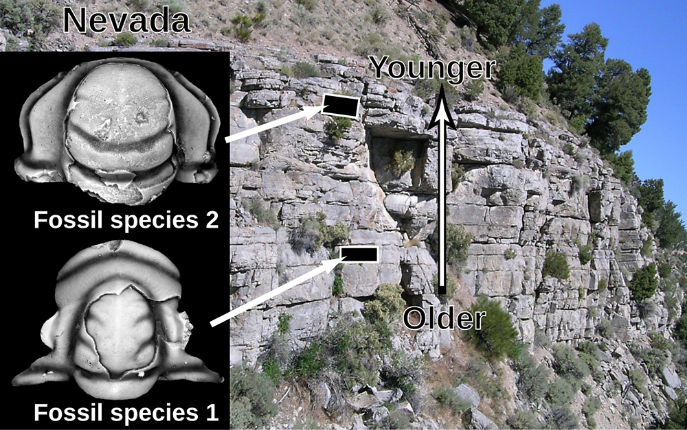 mod-ages-of-fossils