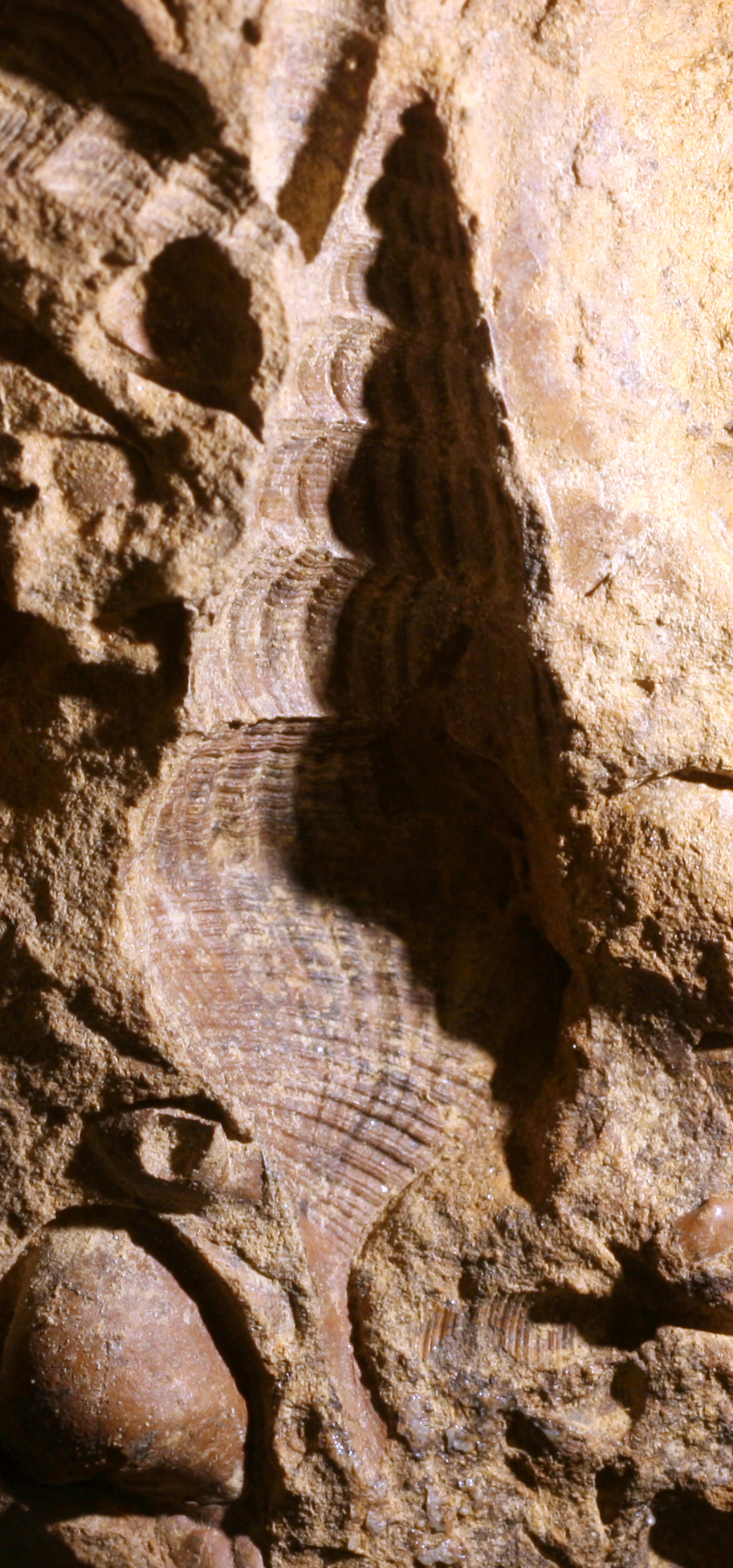 Arriba 79+ imagen external mold fossil