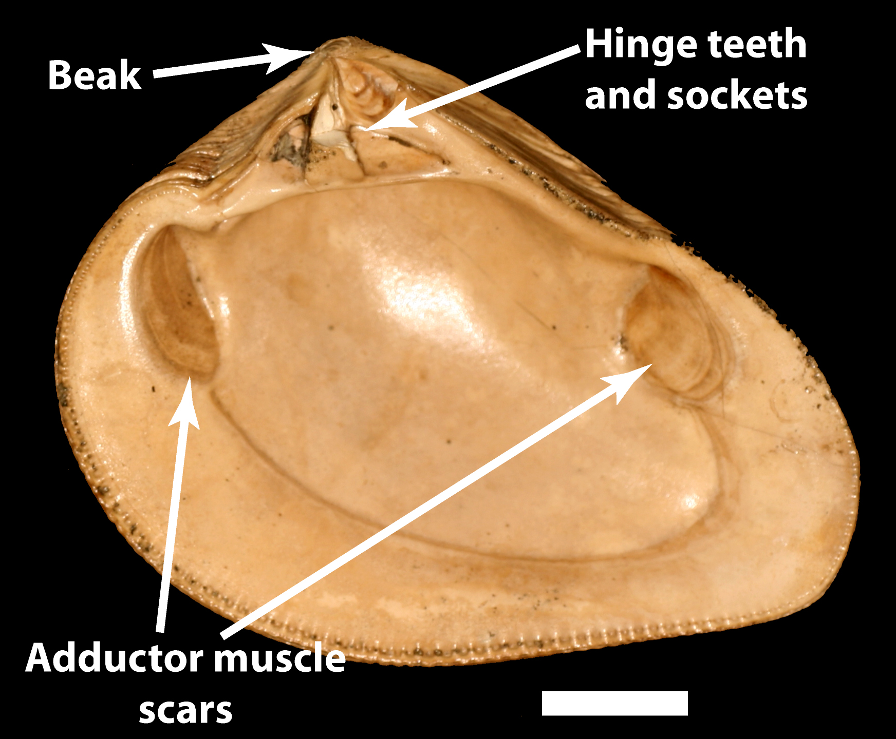 adductor muscles bivalves