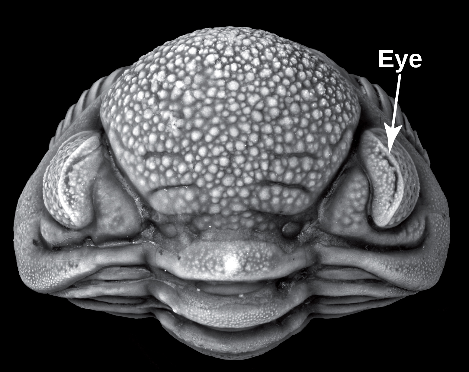 Trilobites – Sam Noble Museum