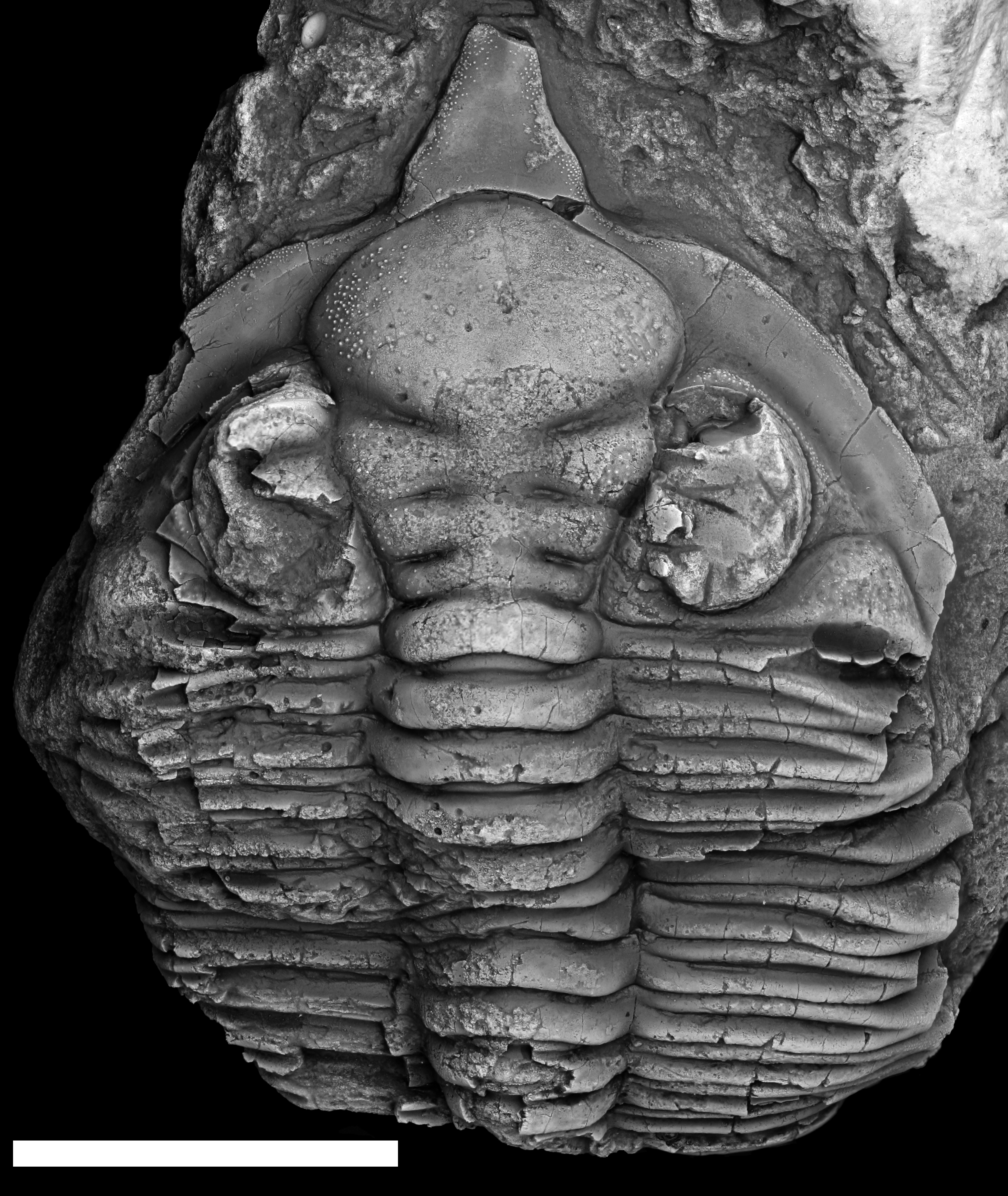 the-tragic-truth-about-the-devonian-mass-extinction