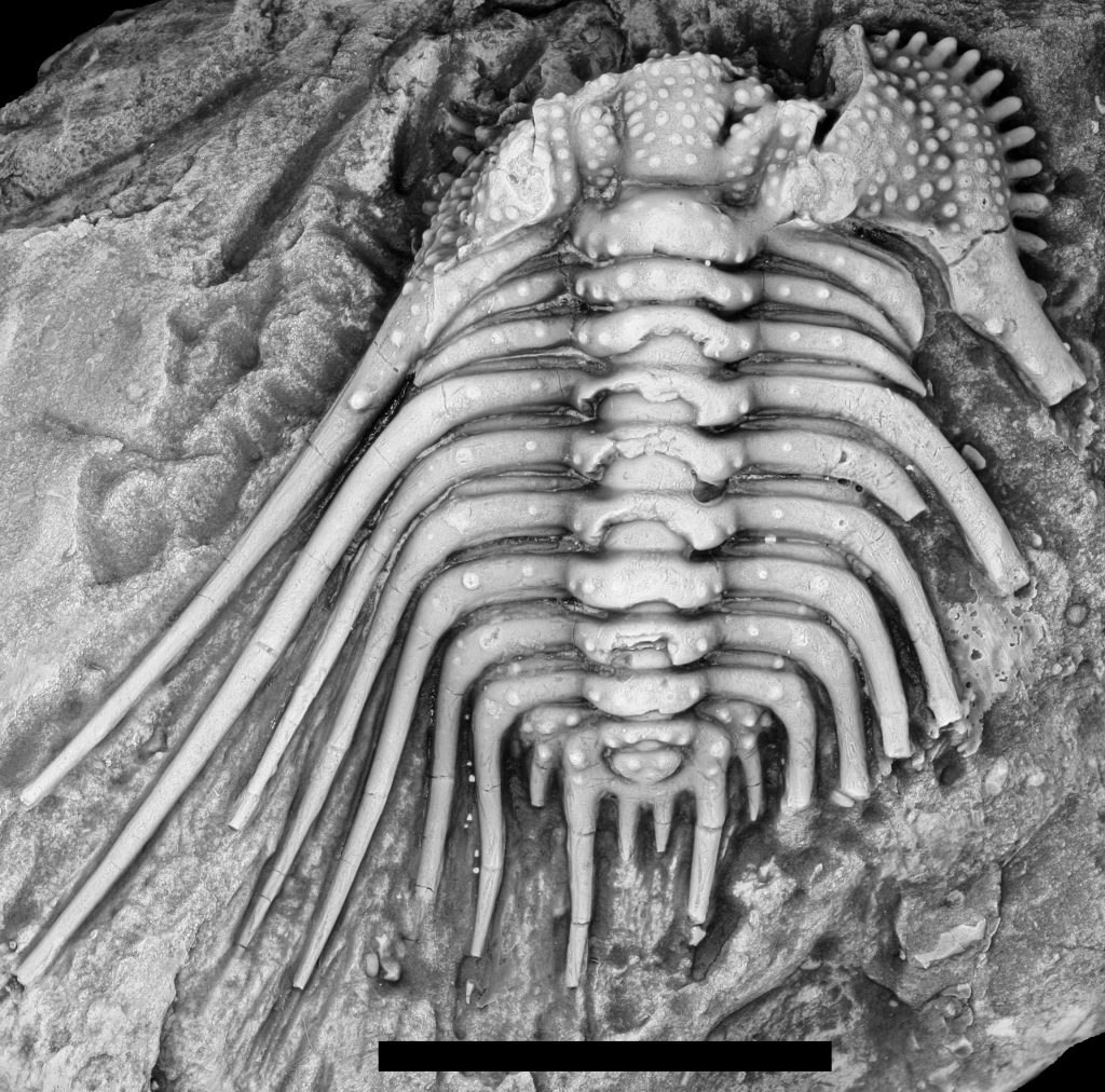 late-devonian-extinctions-sam-noble-museum