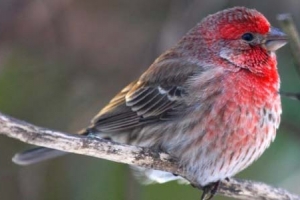 Link to Ornithology Blog
