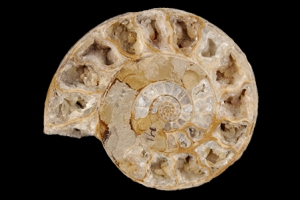 Link to Common Fossils of Oklahoma
