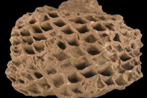 Link to Cycadeoid Fossils