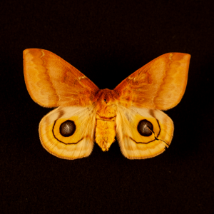 https://samnoblemuseum.ou.edu/wp-content/uploads/2019/01/moths_of_oklahoma45-300x300.png