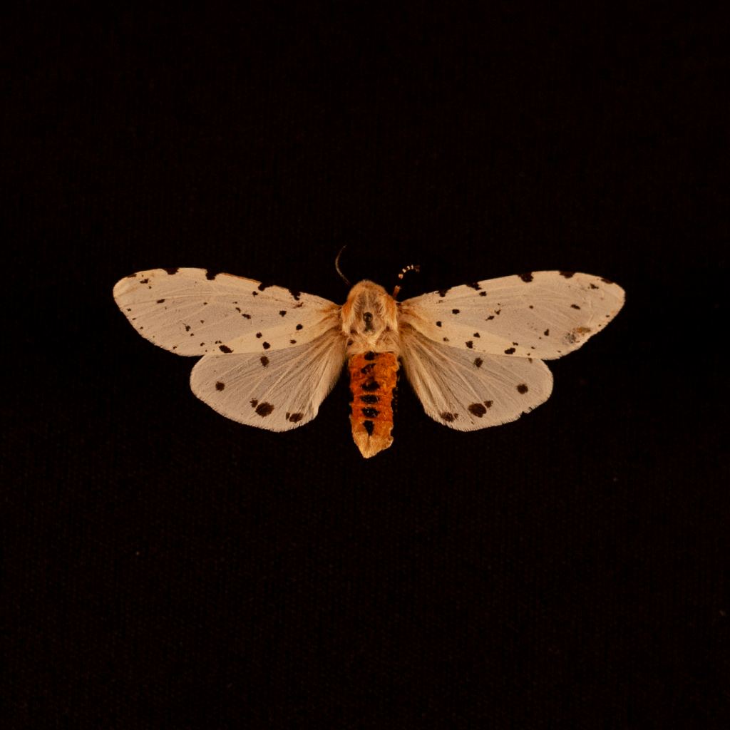 moths_of_oklahoma8 Sam Noble Museum