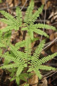 Adiantum aleuticum (Five Fingered Fern)